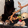 black_cat, cat, yellow_eyes, skull, branch, rock, ladybug_figurine, terrarium, vivarium, decor, indoor, pet, animal, curious, glass, container, plant, soil, black_fur, wall