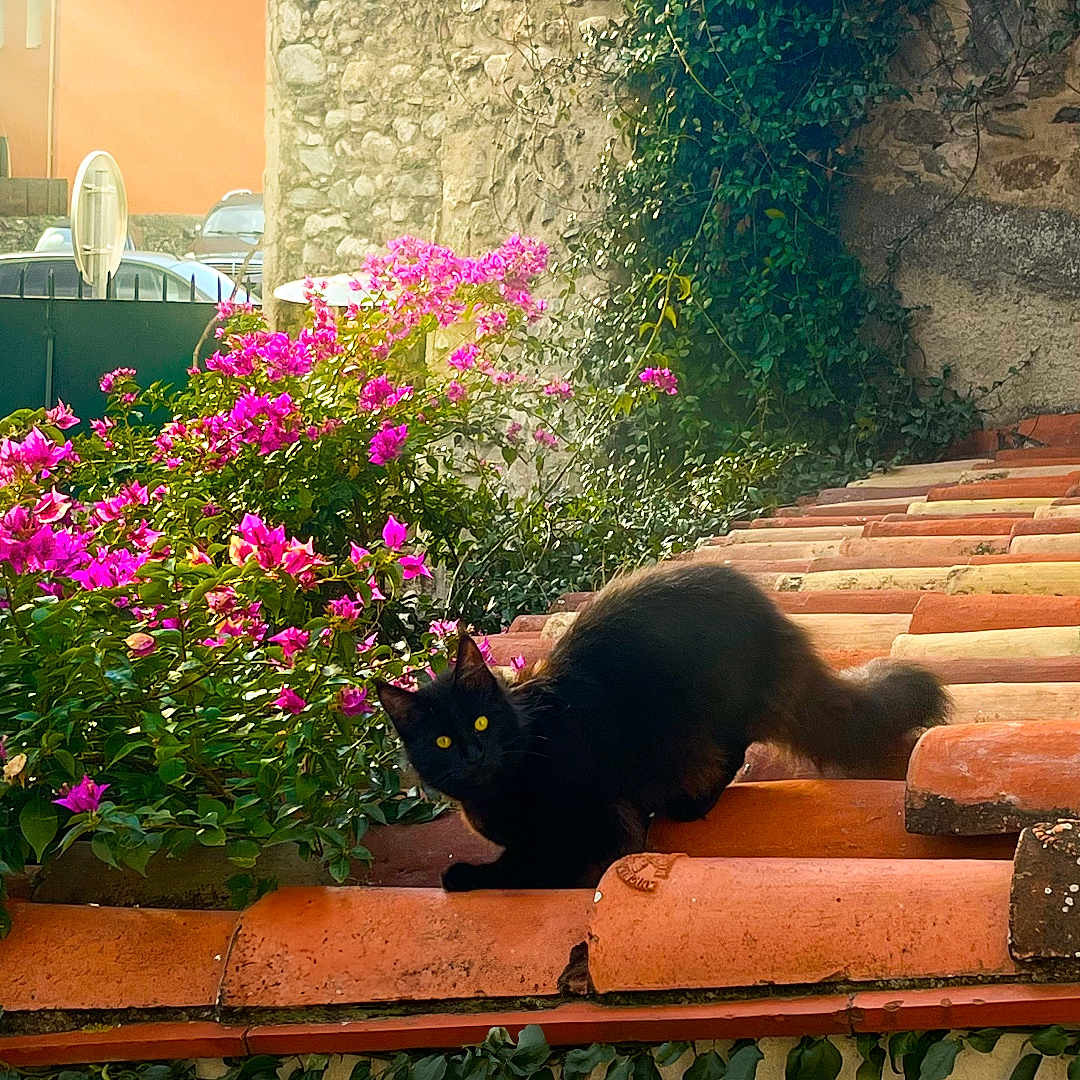 Xena a rejoint le concours — aidez-le/la à gagner de superbes lots ! animal, black_cat, cat, daylight, feline, flower, garden, greenery, ivy, nature, outdoor, pet, pink_flower, plant, roof, stone_wall, sunlight, terracotta_tiles, vibrant, yellow_eyes