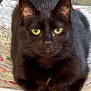 Moonpie is registered to the contest to win money with this photo: animal, black_cat, cat, close_up, cute, domestic_animal, ears, feline, floral_pattern, fur, green_eyes, indoor, looking, nose, paw, pet, portrait, resting, texture, whiskers