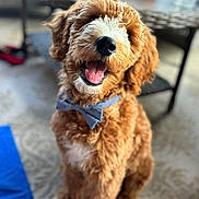 Turner is registered to the contest to win money with this photo: accessories, airedale, animal, bodypart, canine, cockerspaniel, dog, indoors, interiordesign, leash, mouth, person, pet, poodle, puppy, snout, strap, terrier, tongue, whitedog