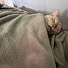 Asher is registered to the contest to win money with this photo: cat, sleeping, blanket, beige, cozy, indoor, pet, fur, whiskers, relaxed, cute, nap, soft, warm, resting, animal, comfort, feline, tucked_in, home
