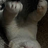 Asher joined the competition — help win amazing prizes! cat, pet, animal, upside_down, paws, carpet, fur, whiskers, cute, playful, indoor, domestic, mammal, face, nose, eyes, resting, cozy, soft, feline