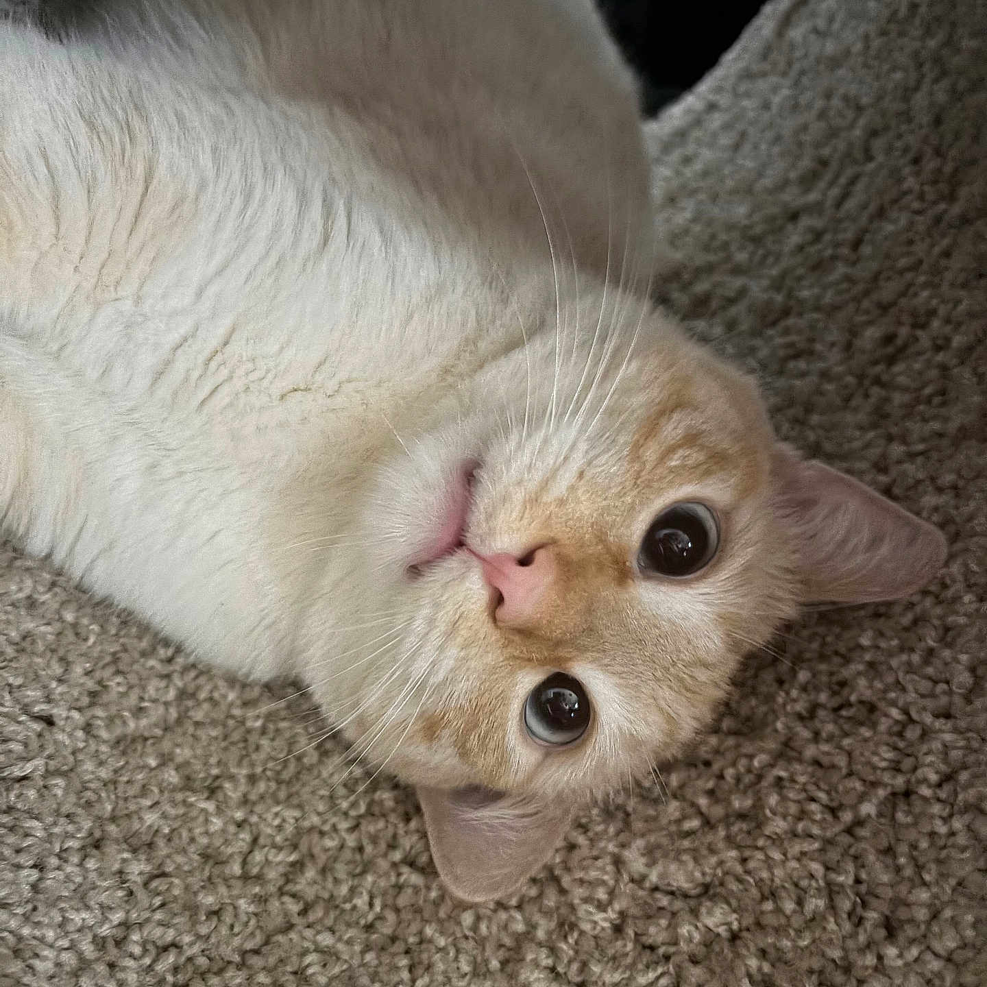 Asher is registered to the contest to win money with this photo: cat, pet, animal, fur, whiskers, carpet, indoor, close_up, cute, domestic_animal, mammal, face, eyes, pink_nose, laying_down, relaxed, feline, portrait, whisker, soft_fur