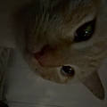 Zoey N.