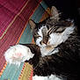 animal, cat, closeup, colorful, cozy, cute, ears, fur, indoor, paw, peaceful, pet, relaxed, resting, sleeping, soft, striped_fabric, tabby, whiskers, white