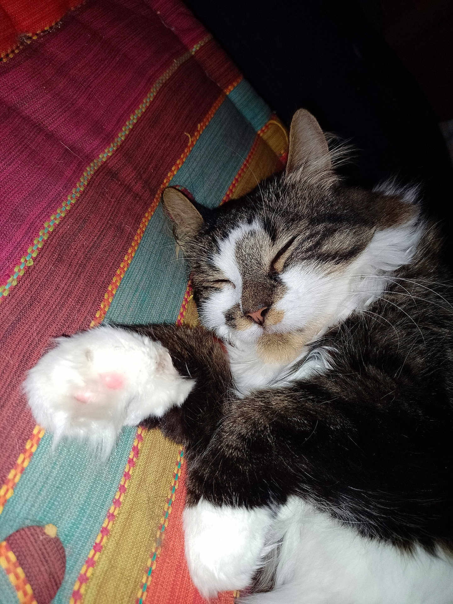 Socquette participe au concours pour gagner de l'argent avec cette photo : cat, sleeping, paw, fur, tabby, white, closeup, striped_fabric, colorful, cozy, pet, animal, relaxed, whiskers, ears, soft, indoor, resting, cute, peaceful