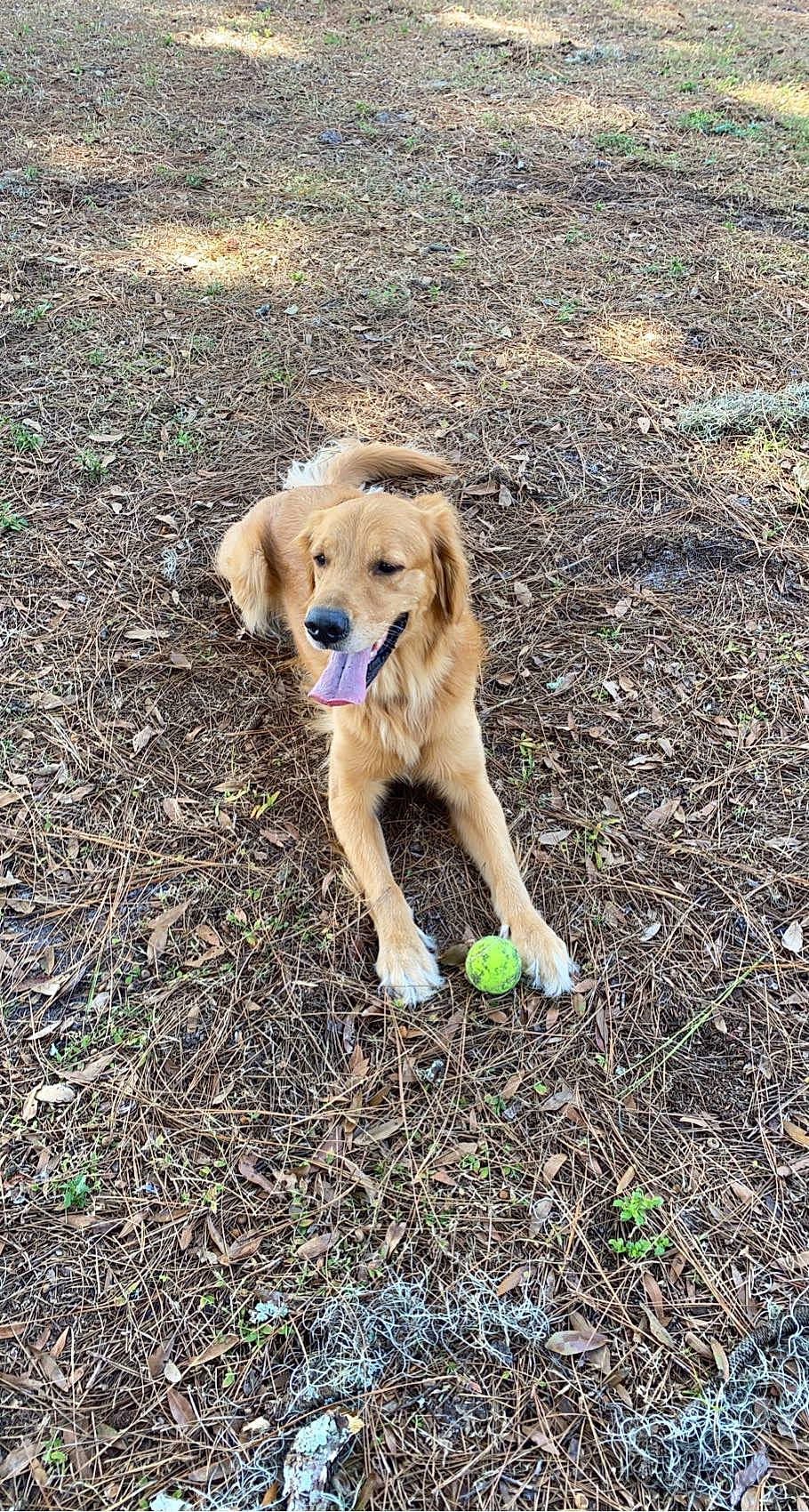 Apollo joined the competition — help win amazing prizes! ball, canidae, carnivore, companion_dog, dog, dog_breed, fawn, golden_retriever, grass, gun_dog, plant, retriever, snout, soil, sporting_group, tail, terrestrial_animal, tree, wildlife