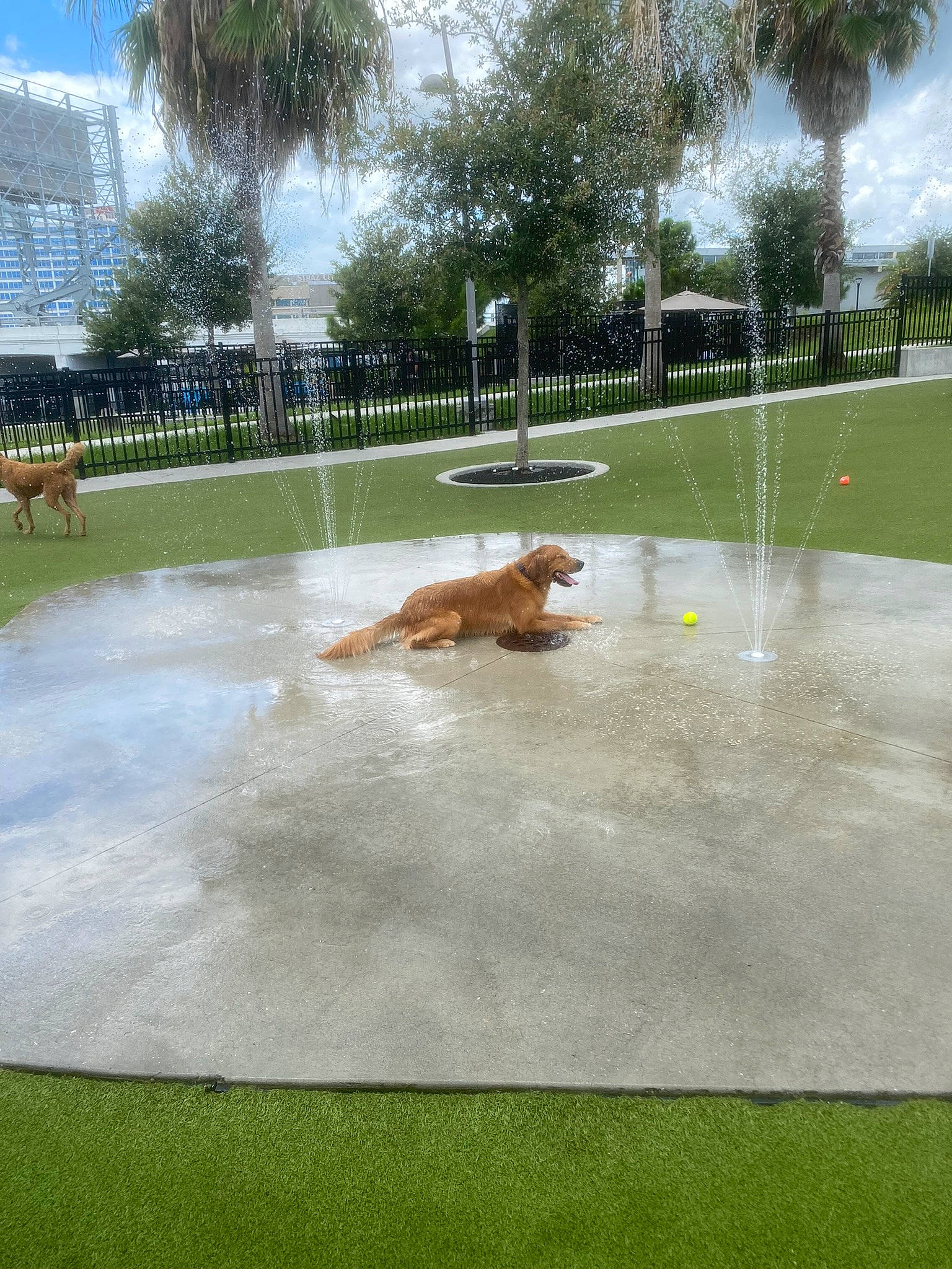 Apollo joined the competition — help win amazing prizes! asphalt, cloud, companion_dog, dog, dog_breed, flooring, grass, landscape, landscaping, lawn, leisure, pasture, plant, recreation, road_surface, sky, sporting_group, tree, water, water_feature