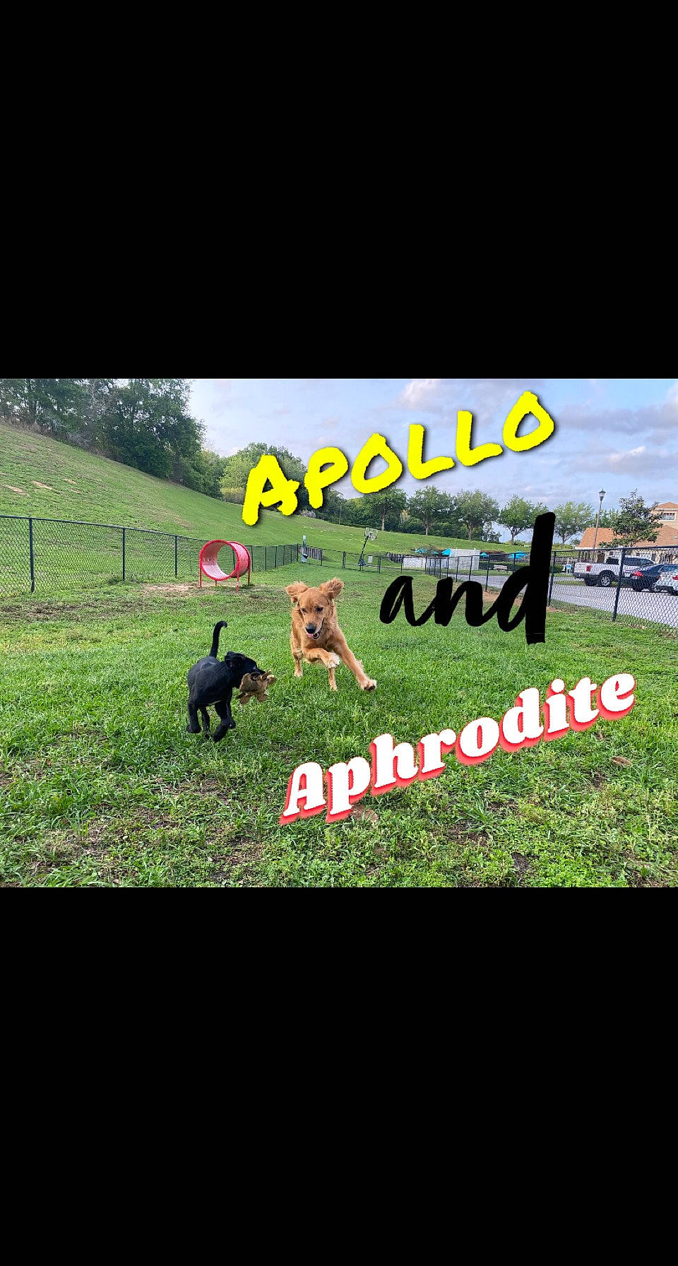 Apollo joined the competition — help win amazing prizes! advertising, carnivore, companion_dog, dog, dog_breed, fence, font, grass, grassland, happy, landscape, lawn, natural_landscape, pasture, plain, plant, recreation, sky, soil, tree