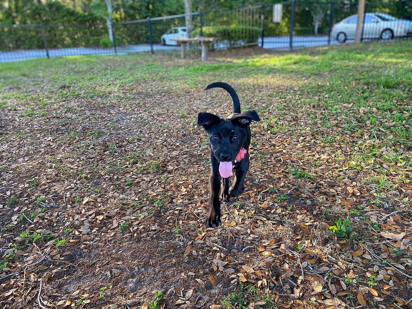 Aphrodite joined the competition — help win amazing prizes! carnivore, collar, dog, dog_breed, fawn, field, grass, grassland, groundcover, landscape, leash, pasture, pet_supply, plant, soil, tail, tire, tree, wheel, working_animal