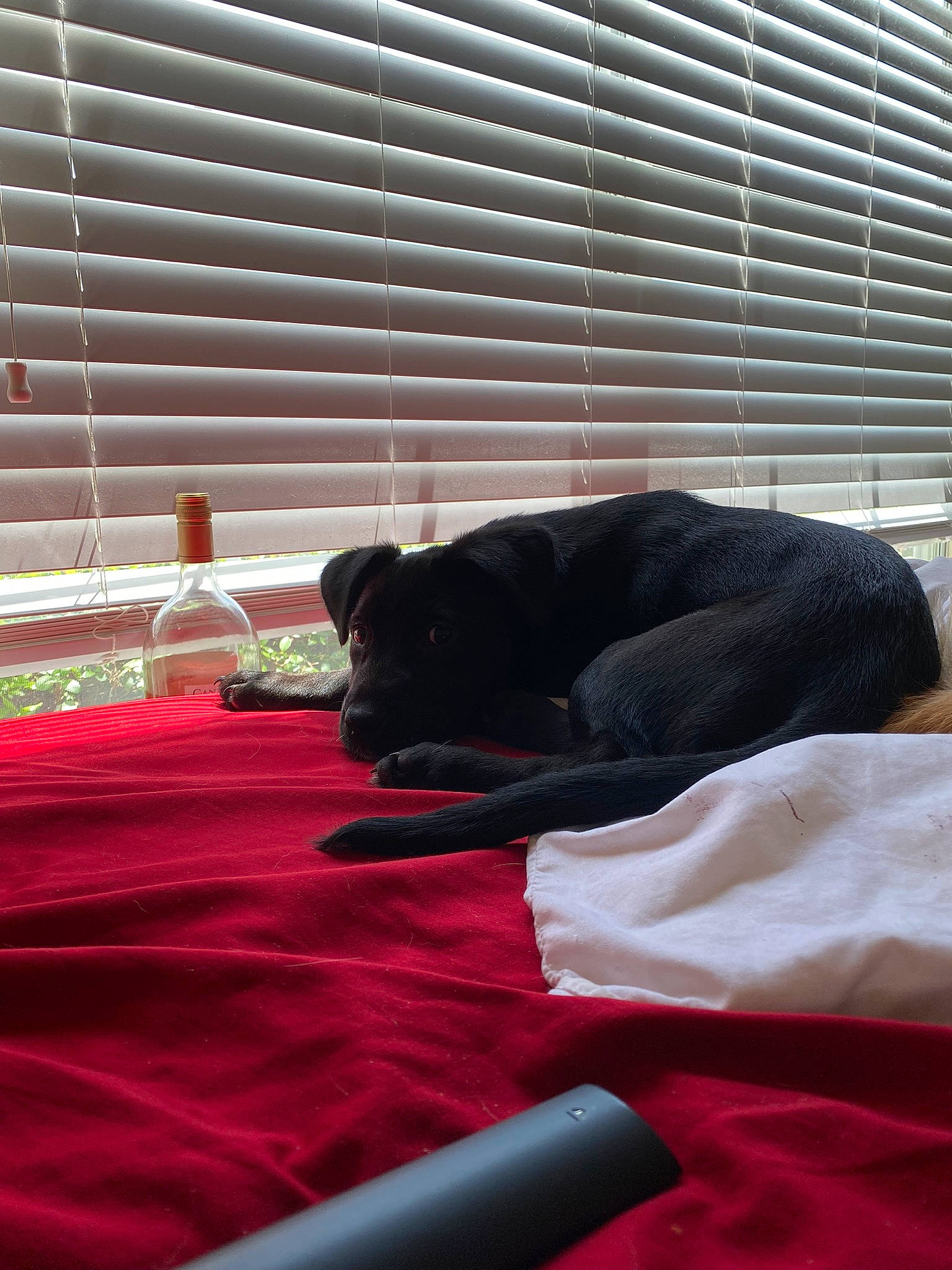 Aphrodite is registered to the contest to win money with this photo: bed, bed_sheet, bedding, bedroom, carnivore, comfort, companion_dog, dog, dog_breed, felidae, flooring, interior_design, linens, shade, tints_and_shades, window, window_blind, window_covering, window_treatment, wood