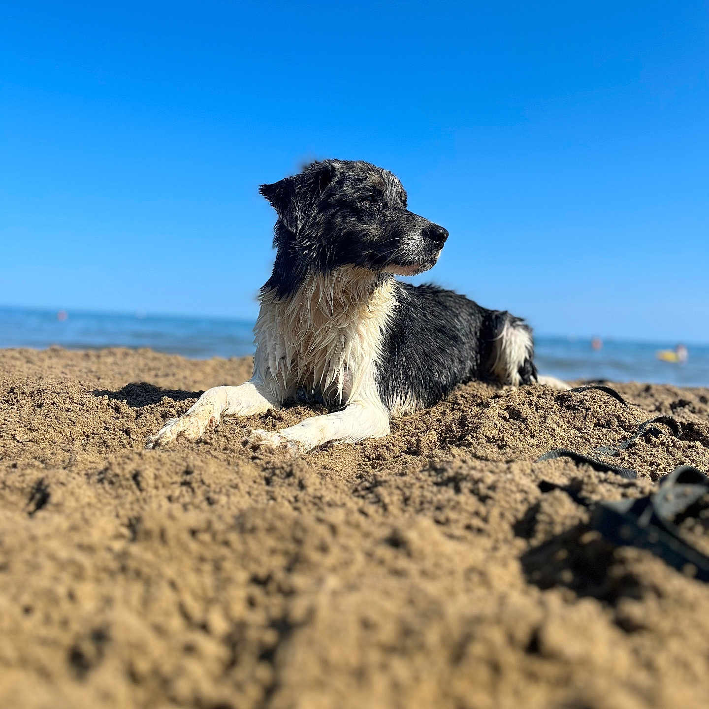 Tokyo participe au concours pour gagner de l'argent avec cette photo : animal, beach, canine, coast, collie, dog, horizon, nature, outdoors, pet, puppy, rock, sand, sea, shoreline, sky, soil, summer, terrier, water
