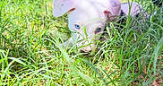 Draco joined the competition — help win amazing prizes! dog, puppy, white_dog, blue_eyes, grass, outdoor, nature, greenery, animal, cute, pet, young_dog, playful, sunlight, close_up, curious, field, summer, adorable, fluffy
