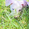 dog, puppy, white_dog, blue_eyes, grass, outdoor, nature, greenery, animal, cute, pet, young_dog, playful, sunlight, close_up, curious, field, summer, adorable, fluffy