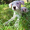 puppy, dog, grass, outdoor, nature, sunlight, white_dog, blue_eyes, animal, pet, young_dog, cute, fur, nose, ears, playful, curious, closeup, summer, adorable