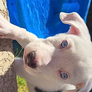 Draco is registered to the contest to win money with this photo: puppy, dog, white_fur, blue_eyes, curious, outdoor, grass, wall, close_up, pet, animal, young_dog, playful, sunlight, texture, cute, adorable, portrait, daylight, nature
