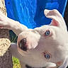 puppy, dog, white_fur, blue_eyes, curious, outdoor, grass, wall, close_up, pet, animal, young_dog, playful, sunlight, texture, cute, adorable, portrait, daylight, nature