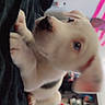puppy, dog, white_dog, black_patch, lying_down, indoor, bed, curious, cute, pet, animal, young_dog, furniture, colorful_background, room, soft_texture, domestic_animal, small_dog, ears, nose