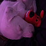 dog, sleeping, plush_toy, white_dog, dark_spots, blanket, indoor, cozy, curled_up, pet, resting, soft_lighting, purple_light, pink_light, toy, cuddle, animal, cute, peaceful, nap