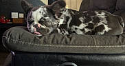 Severus is registered to the contest to win money with this photo: puppy, sleeping, dog, indoor, couch, resting, tongue_out, spotted, cute, pet, cozy, relaxed, furniture, fur, animal, closeup, napping, adorable, home, black_and_white