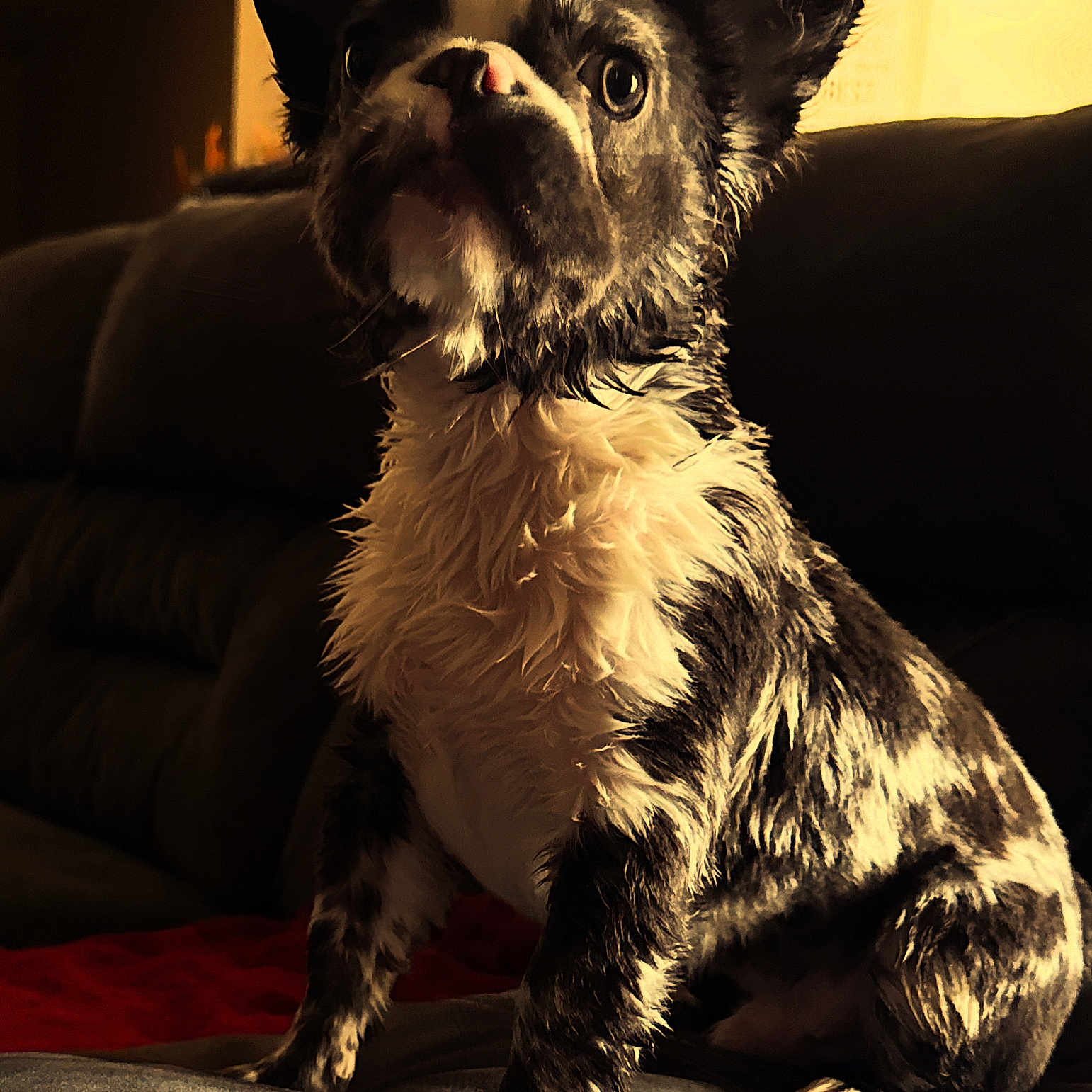 Severus is registered to the contest to win money with this photo: dog, black_and_white, wet_fur, sitting, couch, indoor, pet, animal, fur, ears, paw, looking_up, warm_light, cozy, portrait, companion, domestic_animal, cute, expression, furniture