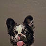 Severus is registered to the contest to win money with this photo: dog, puppy, tongue_out, ears, peeking, wood, face, cute, pet, animal, indoor, brown, white, black, expression, portrait, looking, small_dog, curious, adorable