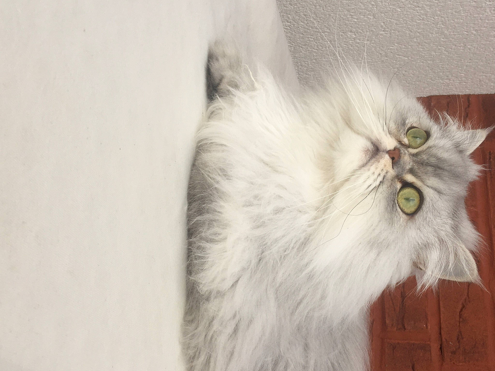 Sushi participe au concours pour gagner de l'argent avec cette photo : british_longhair, carnivore, cat, eye, felidae, fur, persian, plant, small_to_medium_sized_cats, snout, tail, terrestrial_animal, whiskers, wood