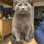 Bruce is registered to the contest to win money with this photo: animal, cabinet, calm, cat, curious, decor, domestic_cat, ears, flower_arrangement, furniture, green_eyes, grey_cat, indoor, jacket, person_partial, pet, table, tail, whiskers, wooden_table