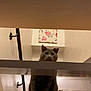 Bruce joined the competition — help win amazing prizes! animal, cat, colorful, cozy, curious, decorations, ears, face, feline, floor, gray_cat, home, indoor, looking_down, painting, pet, stairs, wall, whiskers, wooden_stairs