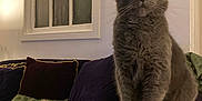 Bruce joined the competition — help win amazing prizes! animal, cat, couch, cozy, cushion, decor, feline, furniture, furry, gray_cat, home, indoor, lamp, living_room, pet, pillow, portrait, sitting, soft_lighting, wall_art