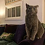 animal, cat, couch, cozy, cushion, decor, feline, furniture, furry, gray_cat, home, indoor, lamp, living_room, pet, pillow, portrait, sitting, soft_lighting, wall_art