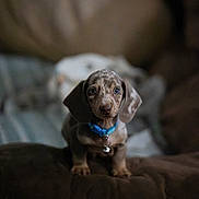 Arlo is registered to the contest to win money with this photo: puppy, dachshund, dog, pet, collar, blue_collar, couch, indoor, cozy, blurred_background, soft_lighting, brown, small_dog, floppy_ears, cute, animal, domestic_animal, young, portrait, sitting