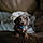 Arlo