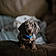 Arlo