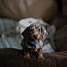 puppy, dachshund, dog, pet, collar, blue_collar, couch, indoor, cozy, blurred_background, soft_lighting, brown, small_dog, floppy_ears, cute, animal, domestic_animal, young, portrait, sitting