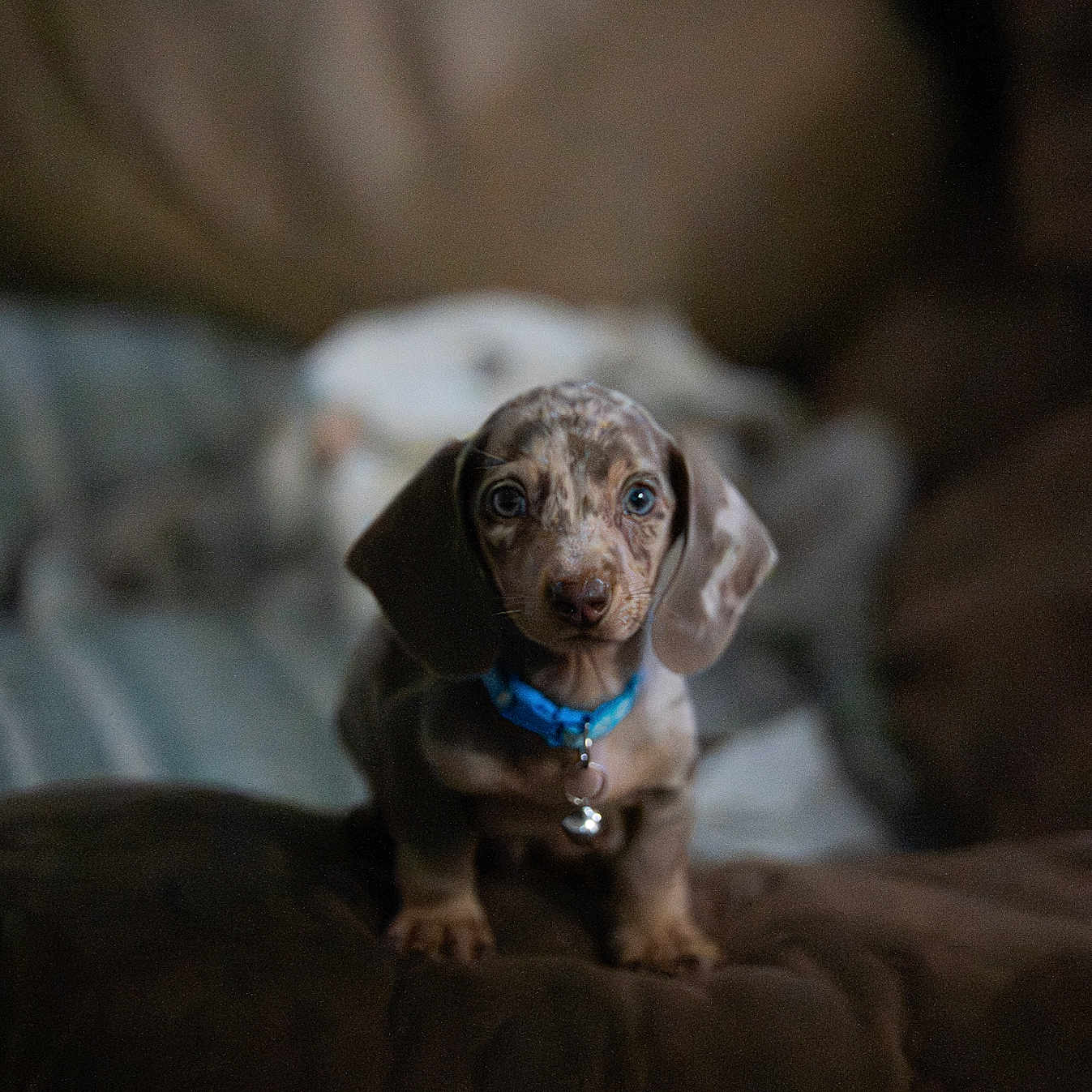 Arlo