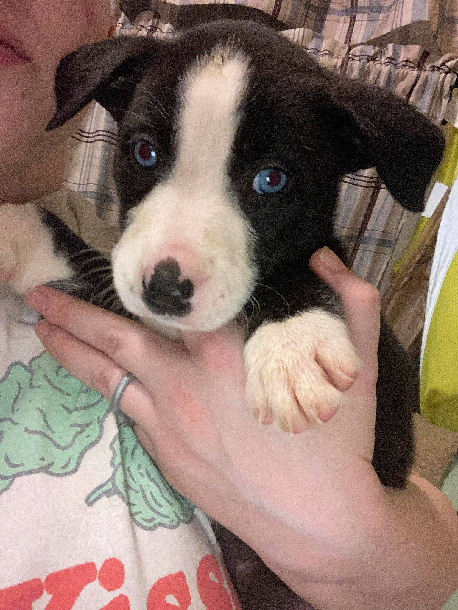 Stormie joined the competition — help win amazing prizes! canidae, carnivore, comfort, companion_dog, dog, dog_breed, ear, fawn, finger, fur, gesture, hand, nail, non_sporting_group, paw, puppy_love, snout, sporting_group, working_animal, wrist