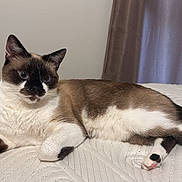 Nono Ben participe au concours pour gagner de l'argent avec cette photo : animal, bedspread, black, brown, cat, cozy, curtain, ears, face, fur, indoor, lying_down, paws, pet, quilted, relaxed, siamese, tail, whiskers, white