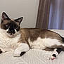 animal, bedspread, black, brown, cat, cozy, curtain, ears, face, fur, indoor, lying_down, paws, pet, quilted, relaxed, siamese, tail, whiskers, white