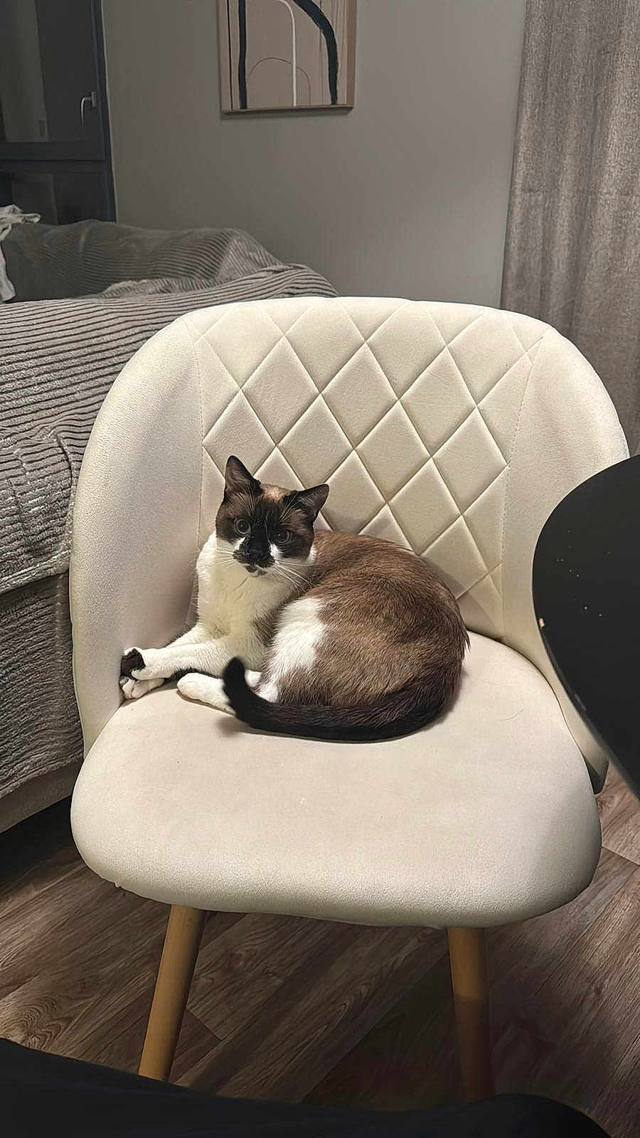 Nono Ben participe au concours pour gagner de l'argent avec cette photo : black, brown, cat, chair, cozy, curtain, domestic_animal, feline, fur, furniture, home, indoor, living_room, pet, quiet, relaxed, sitting, table, white, wooden_floor