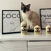 Nono participe au concours pour gagner de l'argent avec cette photo : cabinet, candle, cat, chanel, decor, elegant, fashion_print, feline, framed_art, home_interior, indoor, luxury, minimalist, pet, portrait, siamese_cat, sitting, still_life, tabletop, white