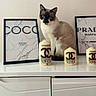 cabinet, candle, cat, chanel, decor, elegant, fashion_print, feline, framed_art, home_interior, indoor, luxury, minimalist, pet, portrait, siamese_cat, sitting, still_life, tabletop, white