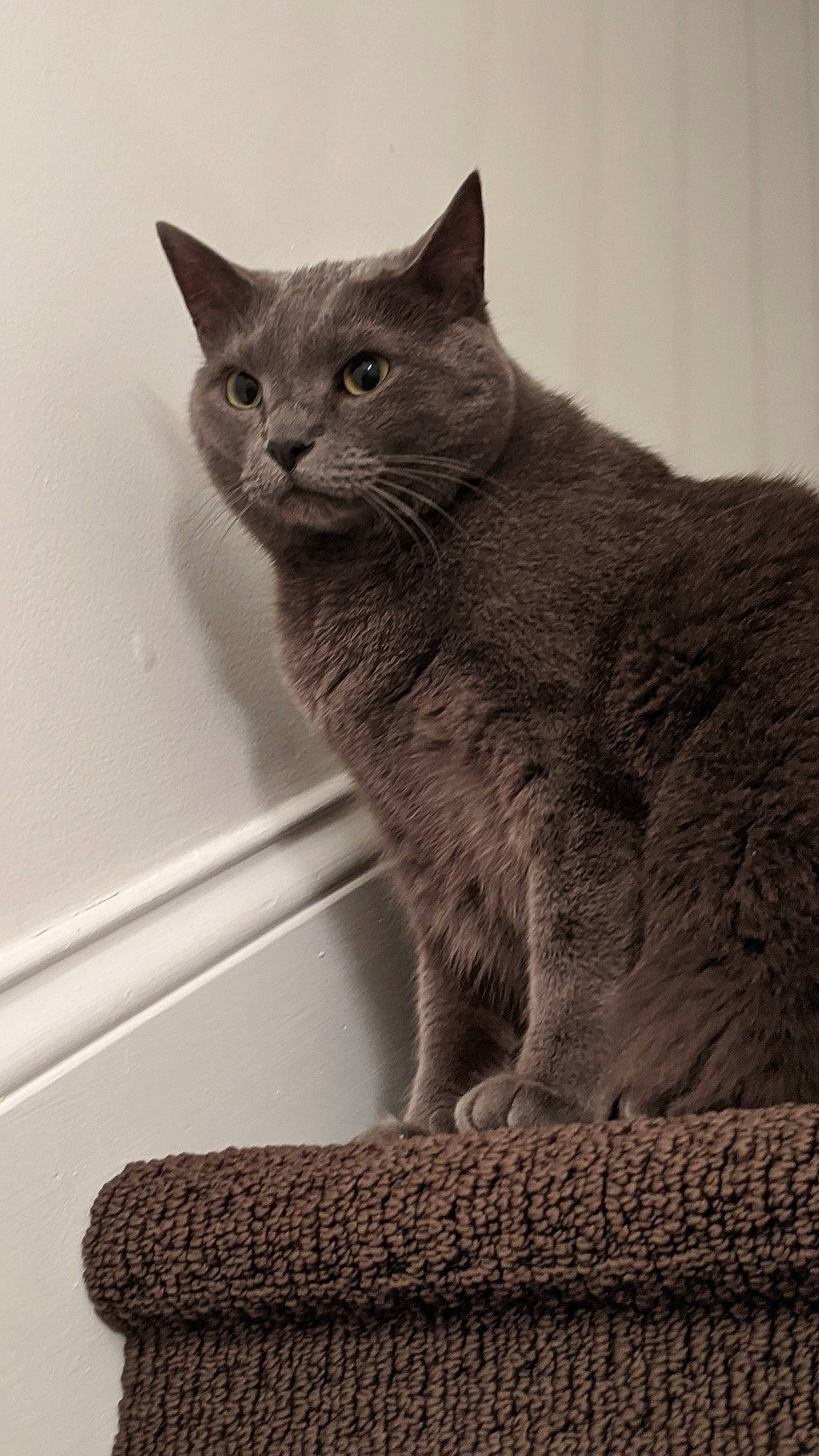 Nick is registered to the contest to win money with this photo: asian, british_semi_longhair, british_shorthair, carnivore, cat, chartreux, domestic_short_haired_cat, european_shorthair, felidae, korat, mammal, nebelung, russian_blue, small_to_medium_sized_cats, vertebrate, whiskers