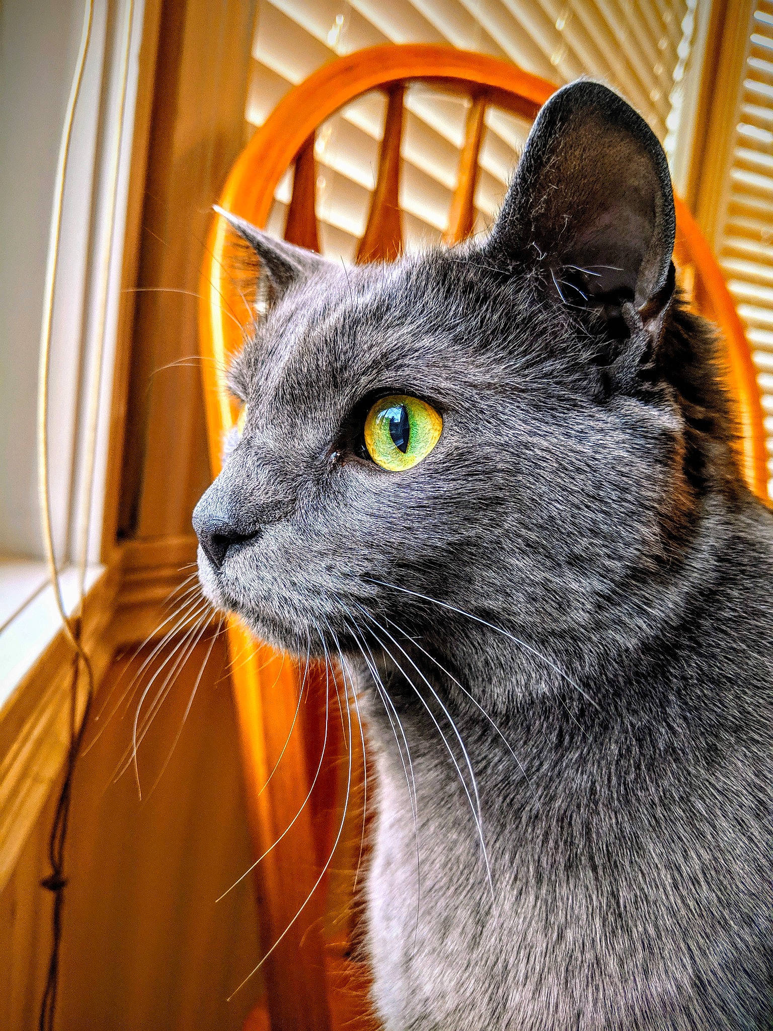 Nick joined the competition — help win amazing prizes! asian, black_cat, british_shorthair, carnivore, cat, chartreux, close_up, domestic_short_haired_cat, european_shorthair, eye, felidae, fur, korat, mammal, nebelung, russian_blue, small_to_medium_sized_cats, snout, vertebrate, whiskers
