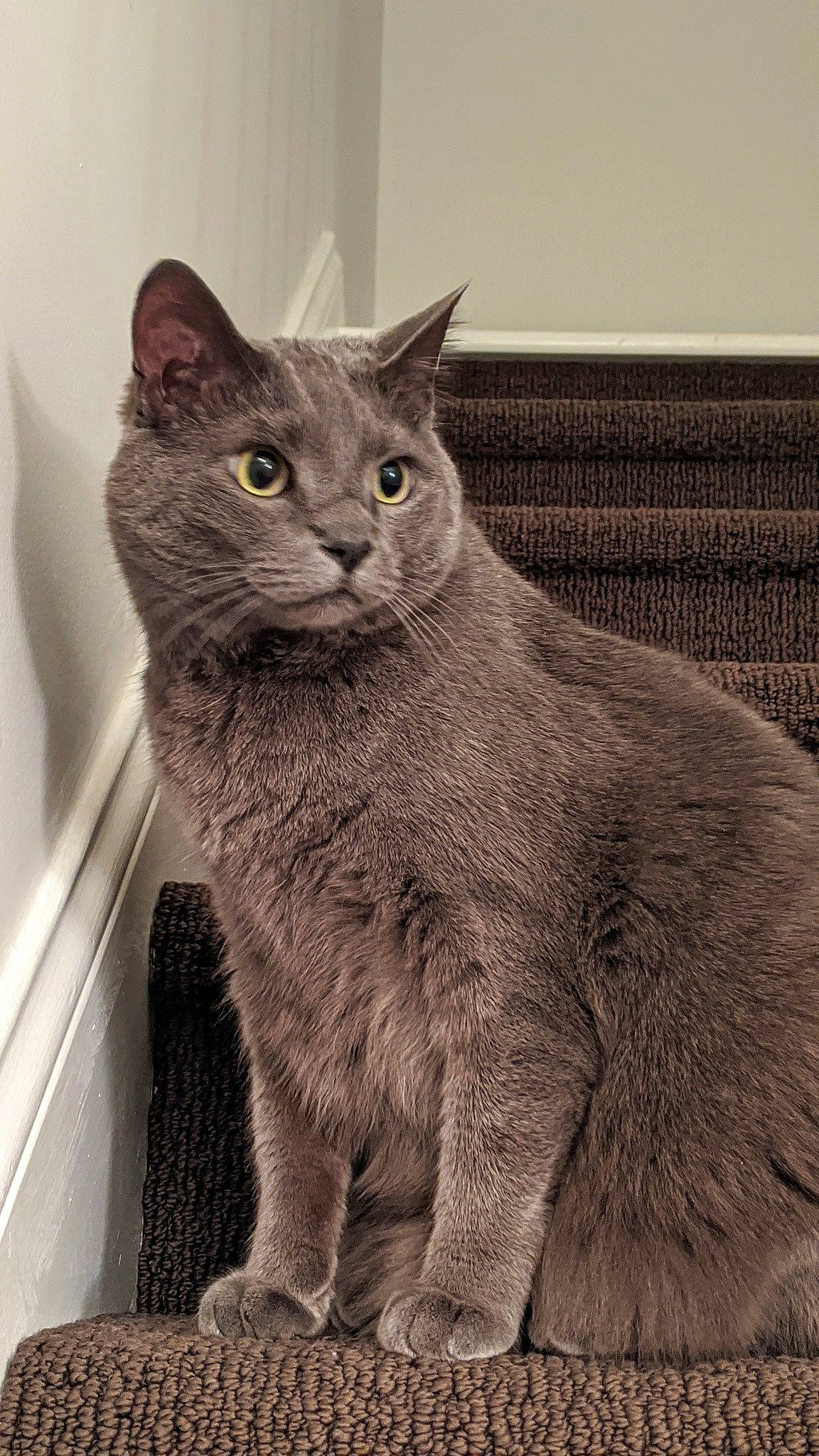 Nick is registered to the contest to win money with this photo: asian, british_semi_longhair, british_shorthair, carnivore, cat, chartreux, domestic_short_haired_cat, european_shorthair, felidae, korat, mammal, nebelung, russian_blue, small_to_medium_sized_cats, snout, vertebrate, whiskers