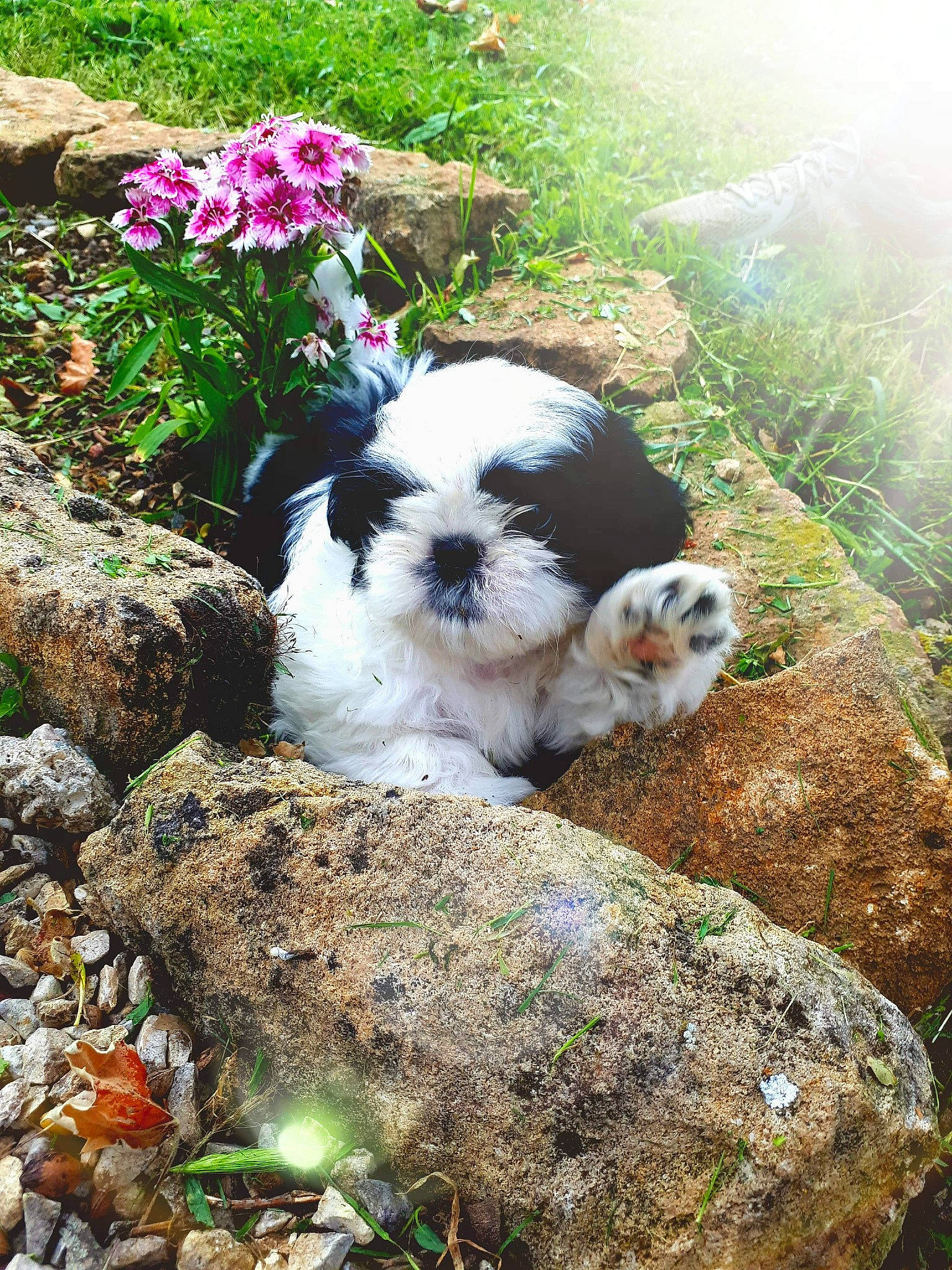 Chipsa a rejoint le concours — aidez-le/la à gagner de superbes lots ! annual_plant, botany, canidae, carnivore, companion_dog, dog, dog_breed, fawn, flower, garden, grass, groundcover, plant, rock, soil, sporting_group, spring, terrier, toy_dog, tree