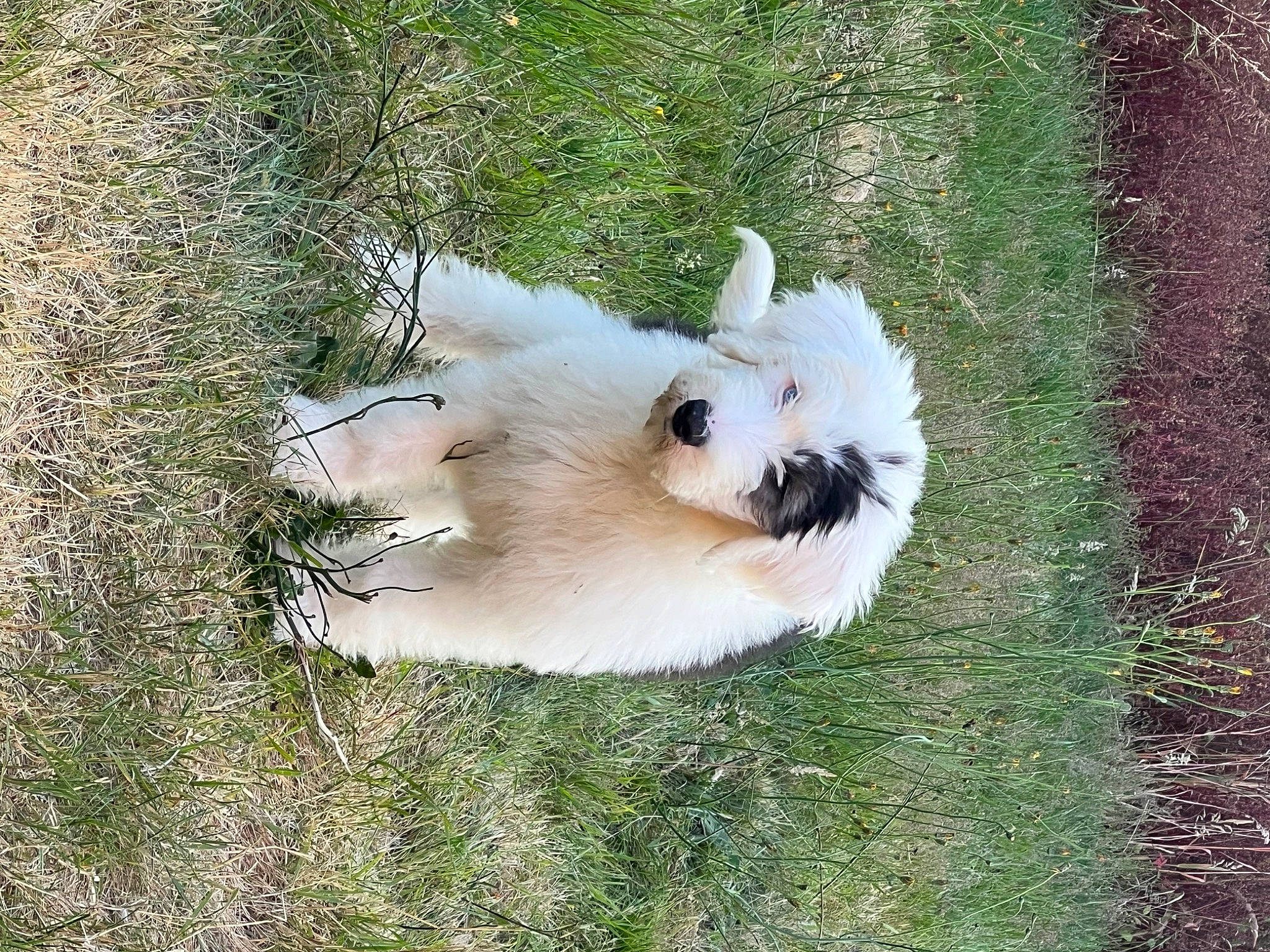 Ellie joined the competition — help win amazing prizes! canidae, carnivore, companion_dog, dog, dog_breed, fawn, fur, german_spitz, grass, japanese_spitz, non_sporting_group, plant, polish_tatra_sheepdog, samoyed, snout, sporting_group, toy_dog, volpino_italiano, whiskers, working_animal