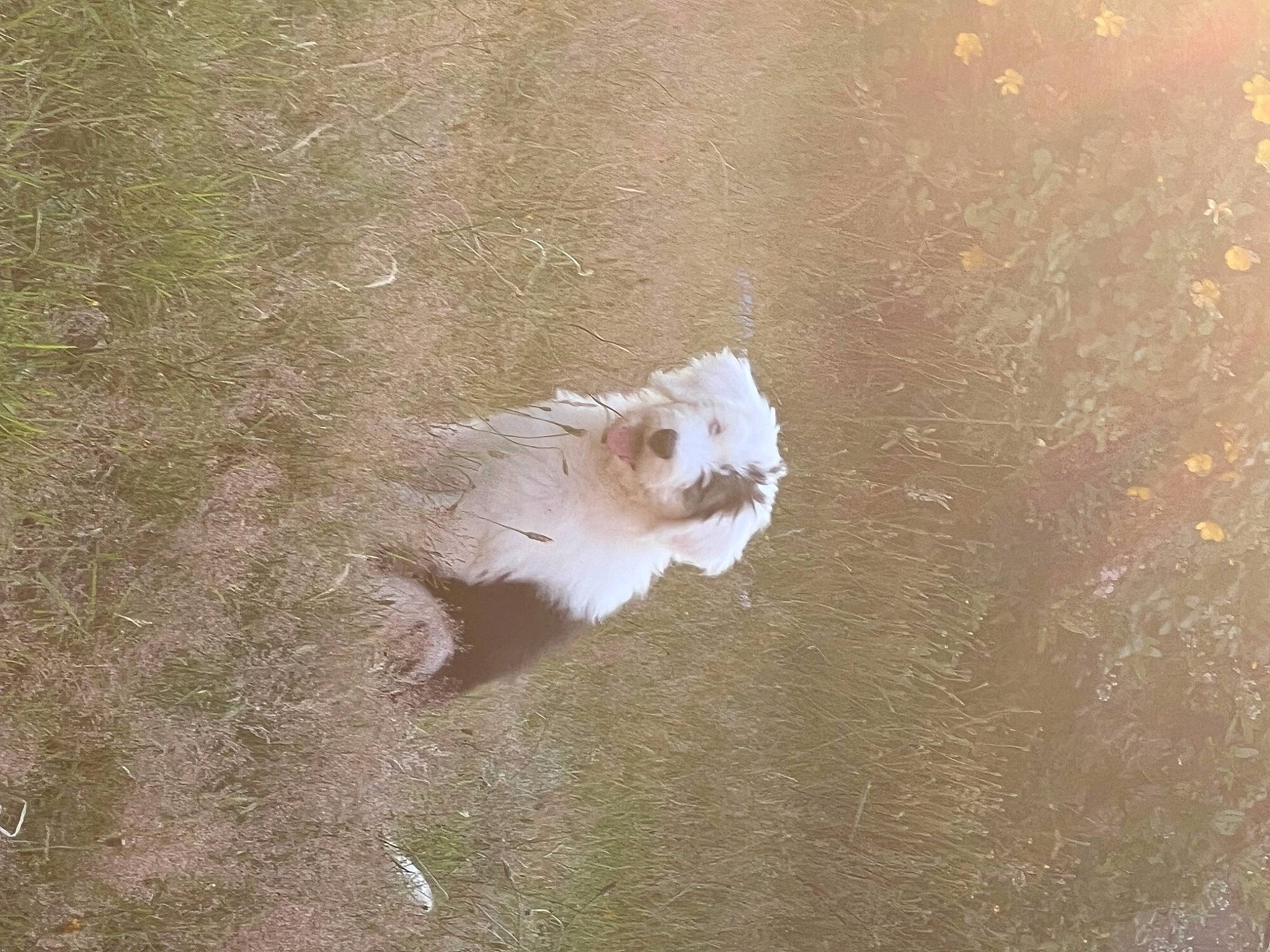 Ellie is registered to the contest to win money with this photo: canidae, companion_dog, dog_breed, fawn, felidae, foot, fur, grass, landscape, paw, sand, small_to_medium_sized_cats, soil, sporting_group, tail, terrestrial_animal, whiskers, wildlife