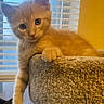 cat, kitten, orange_cat, fluffy, pet, animal, portrait, close_up, indoors, window, window_blinds, carpet, cat_tree, lounging, sitting, paw, whiskers, ears, blue_eyes, warm_lighting