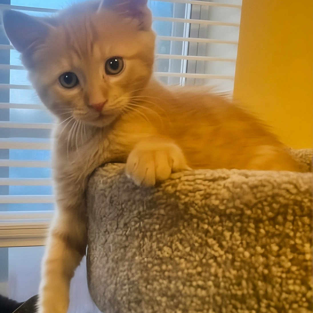 Mr. Whiskers